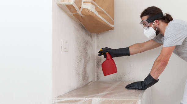 Professional Basement Mold Remediation technician working in Crownsville, MD